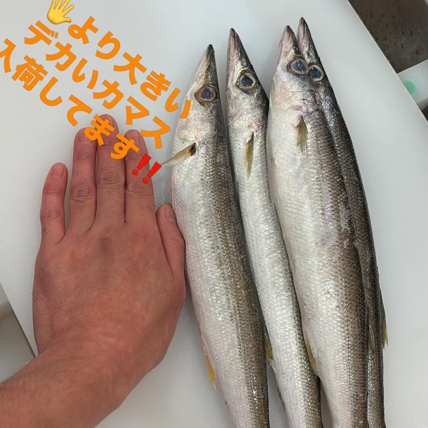 丸々と肥えた大きいカマス入荷しました❗️