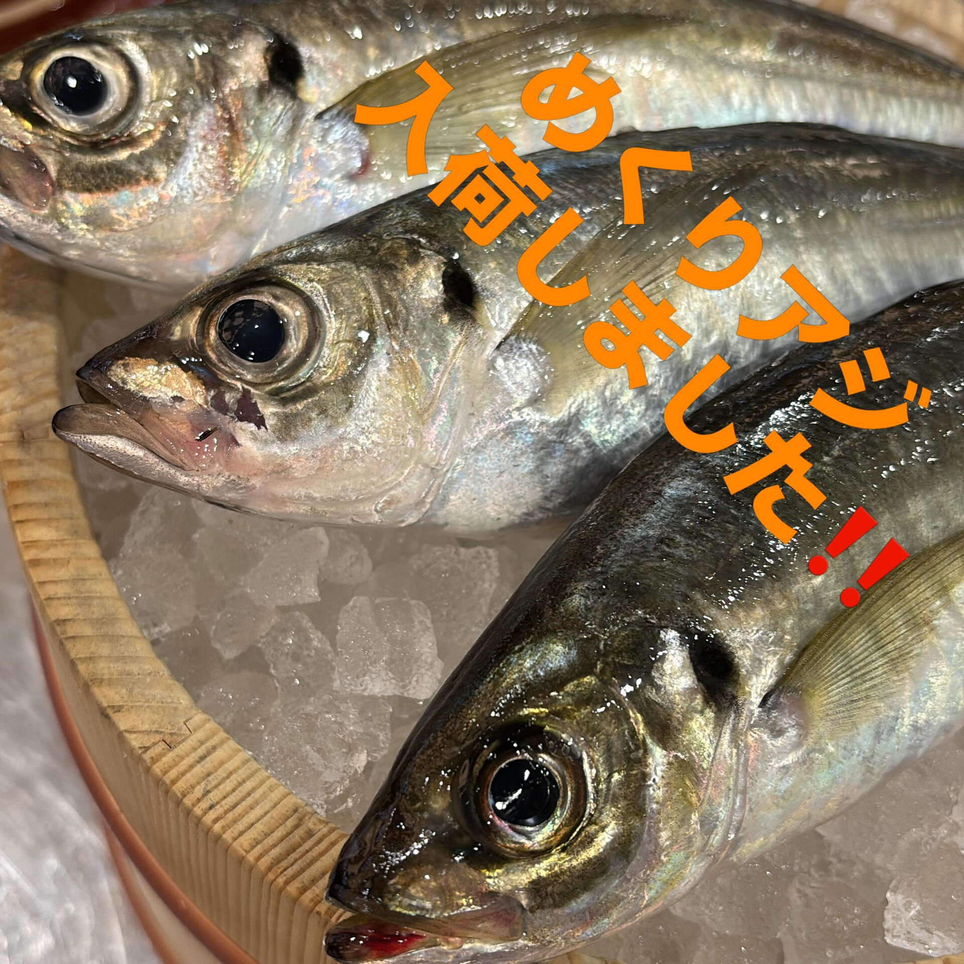 本日めくりアジ入荷してます❗️